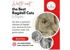 Best Ragdoll Cat in Bangalore | Kittens in Bangalore