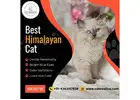 Best Himalayan Cat in Bangalore | Himalayan Kittens in Bangalore