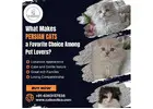 Persian Cats for Sale in Bangalore | Cat in Bangalore