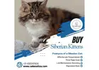 Buy Siberian Kittens in Bangalore | Best Kittens in Bangalore