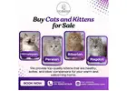 Buy Cats and Kittens for Sale in Bangalore | catexotica
