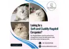 Ragdoll Cat for Sale in Bangalore | Ragdoll Cat in Bangalore