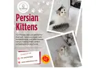 Best Himalayan Cat in Bangalore