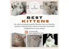 Best Kittens in Bangalore