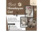 Best Himalayan Cat in Bangalore