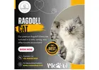 Best Ragdoll Cat in Bangalore
