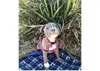 American Bully and American Pitbull Terrier Puppies for sale |
