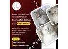 Buy Ragdoll Kittens in Bangalore | Ragdoll Cat in Bangalore