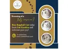Buy Ragdoll Cat in Bangalore | Ragdoll Cat in Bangalore