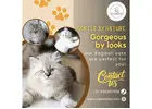 Ragdoll Cat in Bangalore | Ragdoll Cat Sale in Bangalore