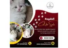 Ragdoll Cat for Sale in Bangalore | Best Ragdoll Cat in Bangalore