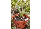 Orchid Supplies Florida For Healthy And Beautiful Blooming Plants