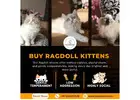 Buy Ragdoll Kittens in Bangalore | Ragdoll Cat Sale in Bangalore