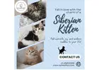 Siberian Kitten in Bangalore | Kittens in Bangalore