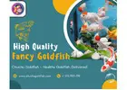 High Quality Fancy Goldfish