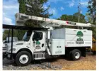 Tree Removal in Santa Rosa