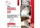 Buy Ragdoll Cat in Bangalore | Ragdoll Cat Sale in Bangalore