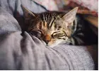 Cat Hostel in