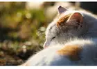 Cat Hostel in