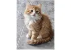 Adorable Siberian Kittens ready for new home.