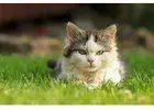 Cat Hostel in