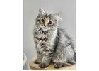Adorable Siberian Kittens ready for new home.