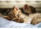 Cat Hostel in