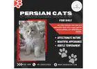 Persian Cats for Sale in Bangalore | Buy Persian Cat in Bangalore