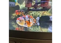Buy Gold Fish Online USA Buy Gold Fish Online USA