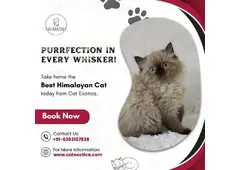 Best Himalayan Cat in Bangalore | Himalayan Kittens in Bangalore Best Himalayan Cat in Bangalore | Himalayan Kittens in Bangalore