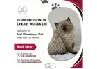 Best Himalayan Cat in Bangalore | Himalayan Kittens in Bangalore