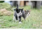 Cat Boarding Services in Jaipur | Mr n Mrs Pet