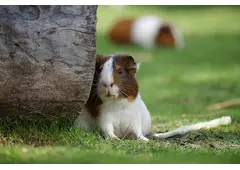 Small Pets Hostel In Small Pets Hostel In