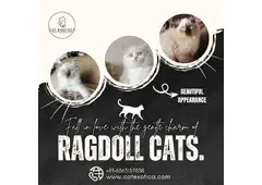 Ragdoll Cat in Bangalore | Best Kittens in Bangalore Ragdoll Cat in Bangalore | Best Kittens in Bangalore