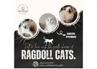 Ragdoll Cat in Bangalore | Best Kittens in Bangalore
