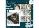 Buy Cats for Sale Online in Bangalore | Buy Kittens in Bangalore