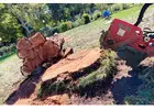 Tree Stump Removal Petaluma