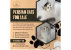 Persian Cats for Sale in Bangalore | Best Persian Cat in Bangalore
