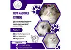 Buy Ragdoll Kittens in Bangalore | Ragdoll Cat in Bangalore