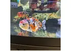 Buy Goldfish Online
