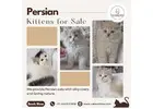 Persian Kittens for Sale in Bangalore | Buy Persian Cat in Bangalore