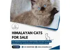 Himalayan Cat for Sale in Bangalore | Best Himalayan Cat in Bangalore