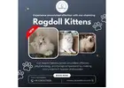 Ragdoll Kittens in Bangalore | Buy Ragdoll Cat in Bangalore