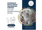 Persian Kittens in Bangalore | Buy Persian Cat in Bangalore
