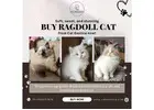 Buy Ragdoll Cat in Bangalore | Best Ragdoll Cat in Bangalore