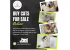 Buy Cats for Sale Online in Bangalore | Cats in Bangalore