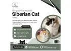 Siberian Cat Sale in Bangalore | Siberian Kitten in Bangalore
