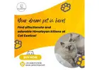 Himalayan Kittens for Sale in Bangalore | Himalayan Cat in Bangalore