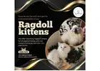 Ragdoll Kittens in Bangalore | Best Ragdoll Cat in Bangalore