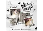 Buy Cats and Kittens for Sale in Bangalore | Cat in Bangalore